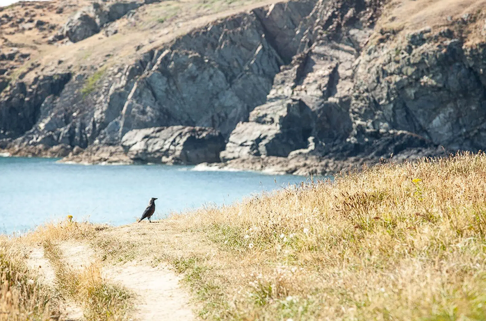 bird in the coast